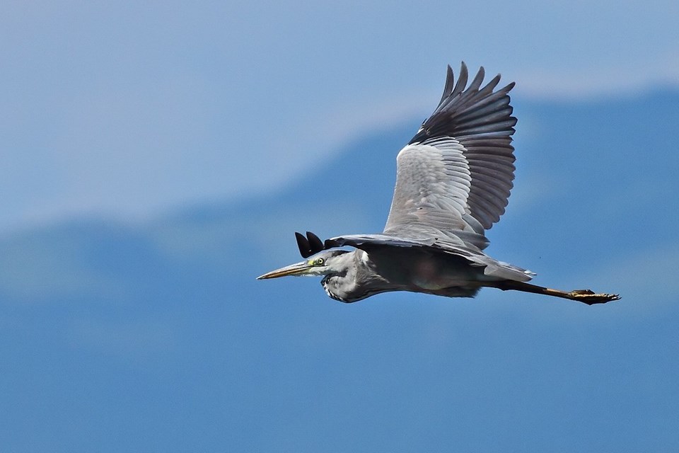 Kızılırmak Deltası Kuş Cenneti'ne yaz döneminde 50 binden fazla ziyaretçi - 1