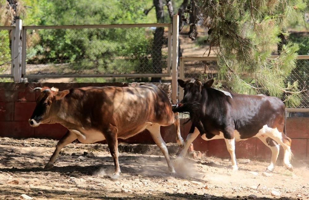 Kurban Bayramı yaklaştı, kurban yakalama timi tatbikat yaptı - 3