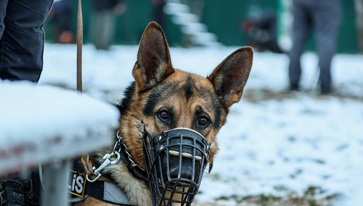 Dedektör köpek kokladı, araçta uyuşturucu çıktı Dedektör köpek kokladı, araçta uyuşturucu çıktı