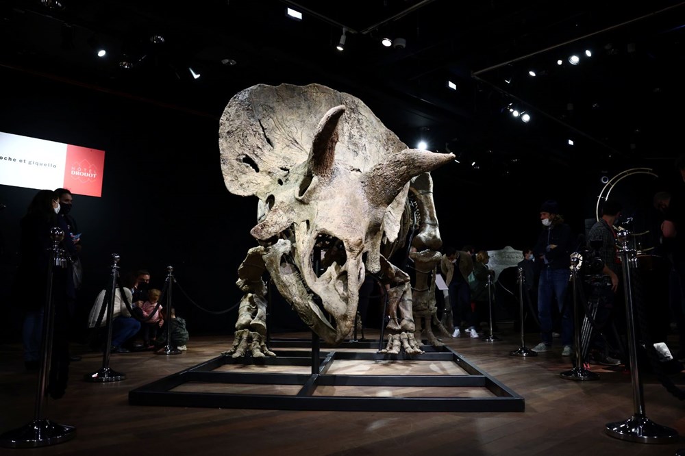 Şimdiye kadar bulunan en büyük triceratops iskeleti 6,6 milyon euroya satıldı - 4