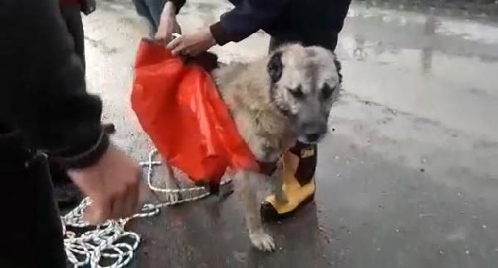Taşkında mahsur kalan köpek böyle kurtarıldı NTV
