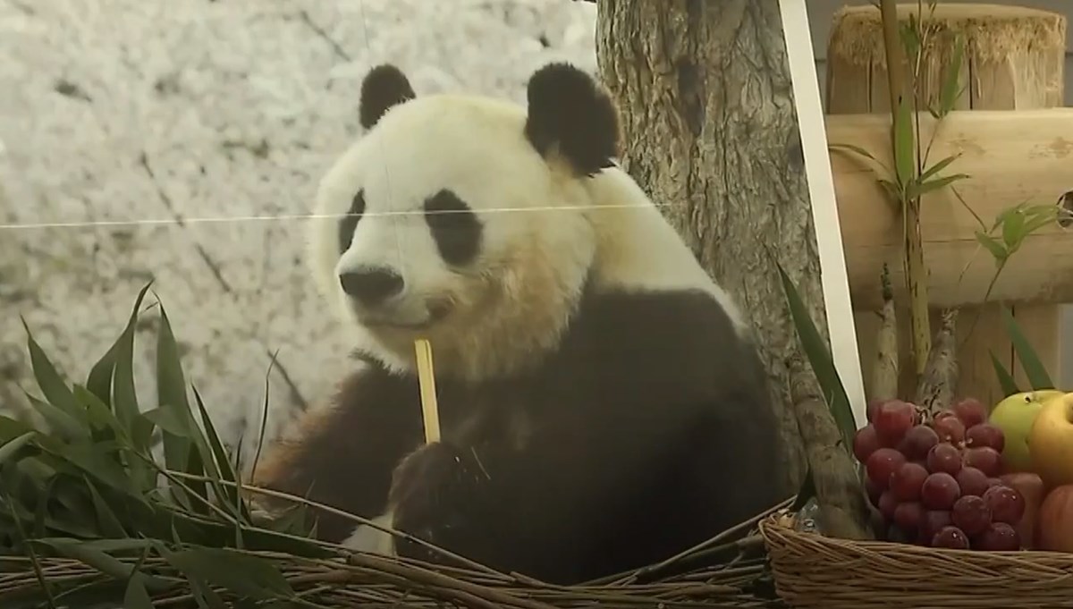 Japonya'nın en yaşlı pandası 