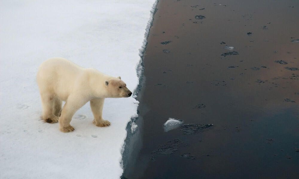 Bilim insanlarından umutlandıran keşif: İklim değişikliğine adapte olmayı başaran bir kutup ayısı topluluğu keşfedildi - 10