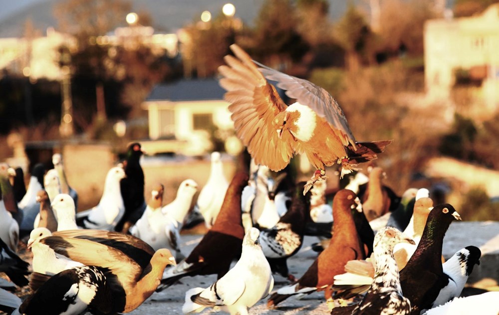 Dedenin Mirası, Torunun Tutkusu: 1,5 Milyonluk Hobi! 75