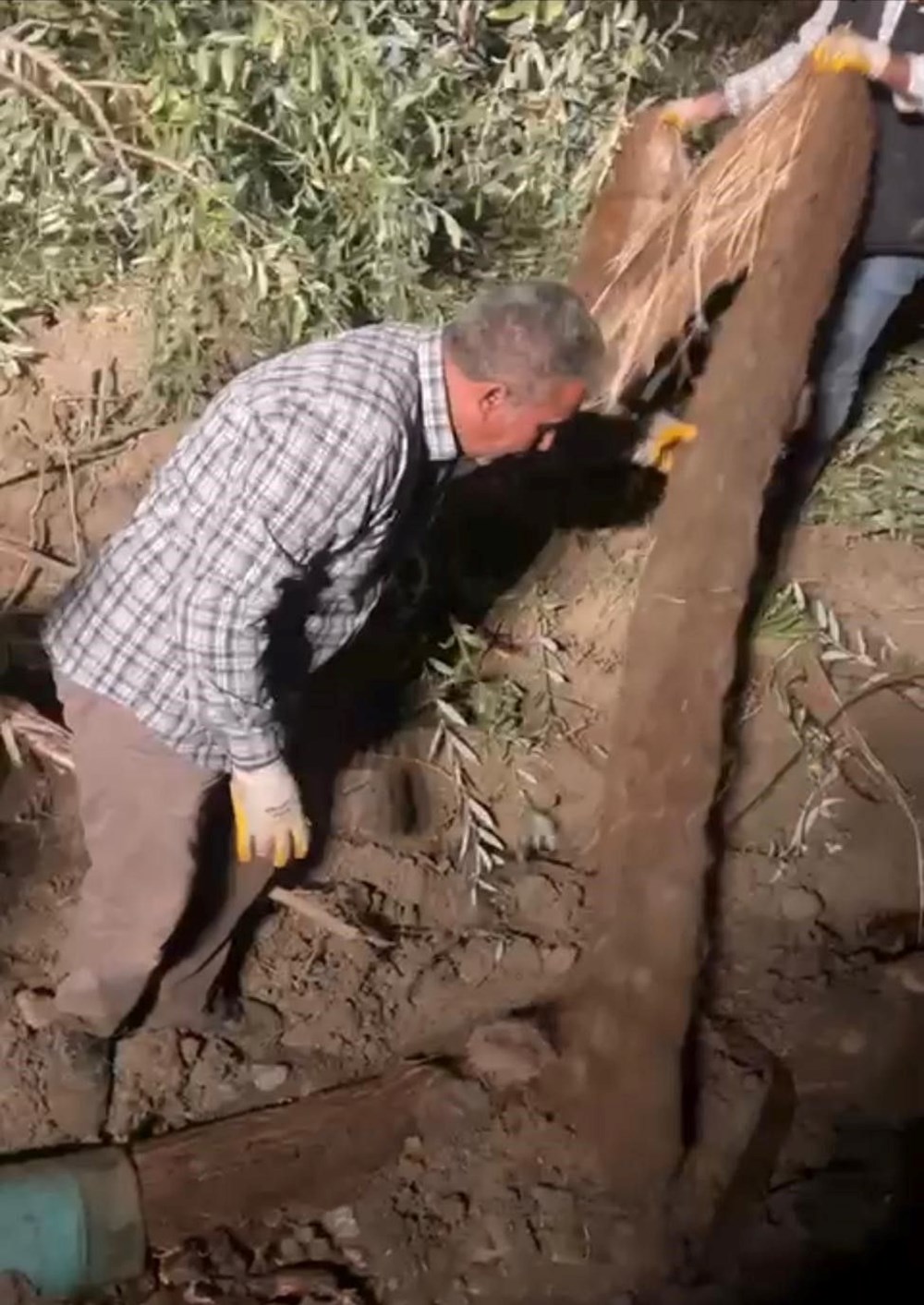 Su borusundan 15 metre ağaç kökü çıktı - 4