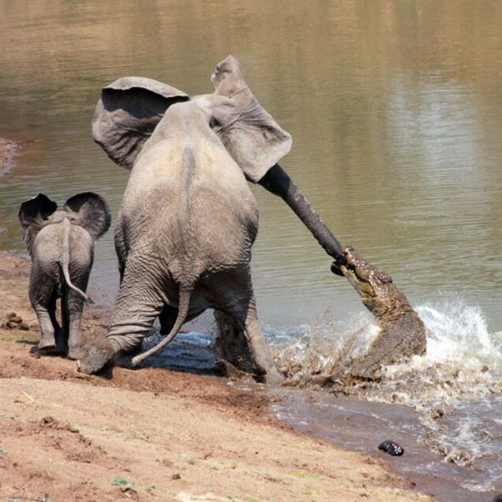 Лучшие видео интересное. Слоны в дикой природе. Смешные слоны. Удивительный мир животных. Хищные слоны.