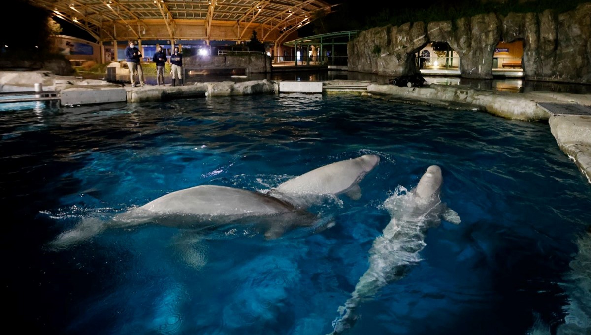 Kanada'da 30 beluga balinası öldürülebilir