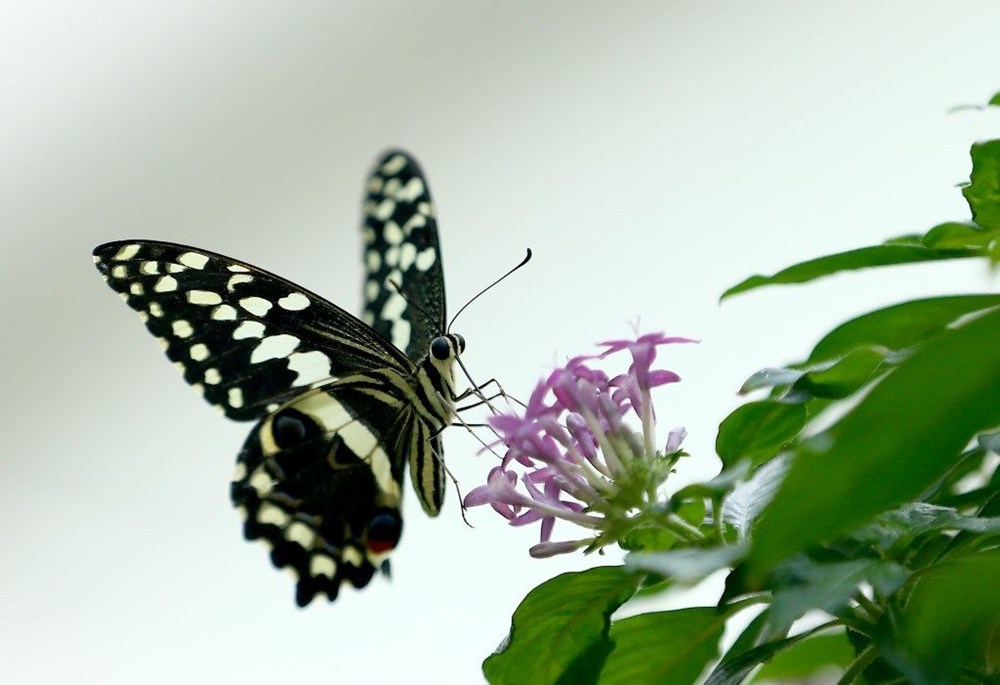 Avrupa'nın en büyüğü: Konya Tropikal Kelebek Bahçesi - 10