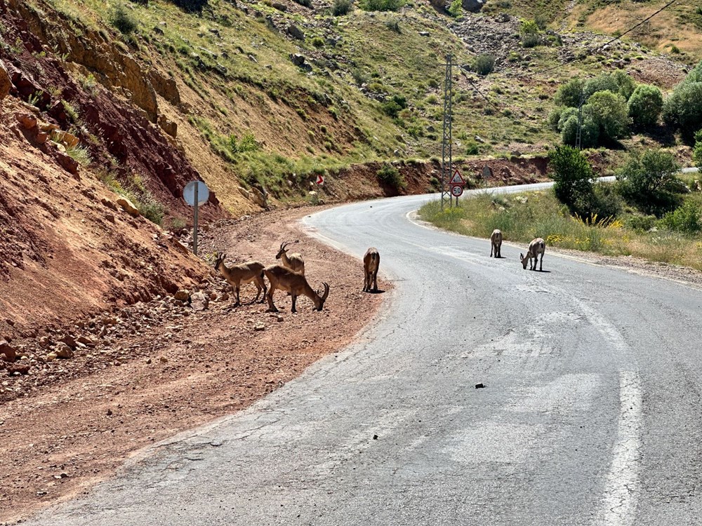 Tunceli'de ölümcül uyarı: "Yolda gördüğünüz an uzak durun!" - 6