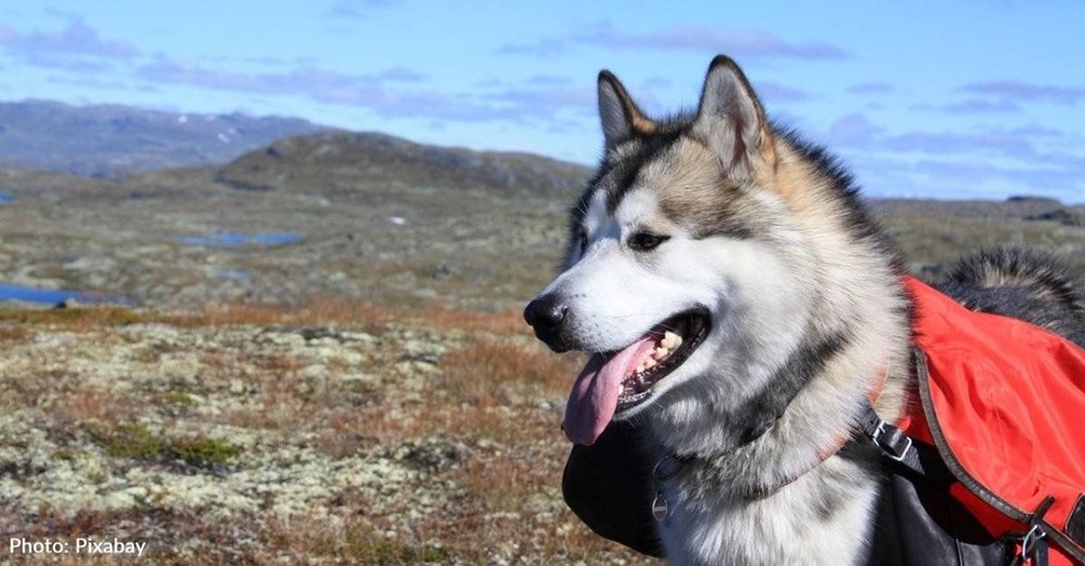 Gerçek bir mucize: Yaralı dağcının hayatını köpeği kurtardı - 5