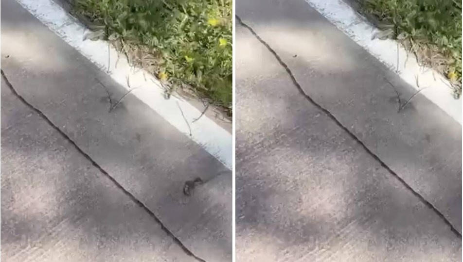 İstanbul'da tırtıl istilası başladı, uzmanlar uyardı: