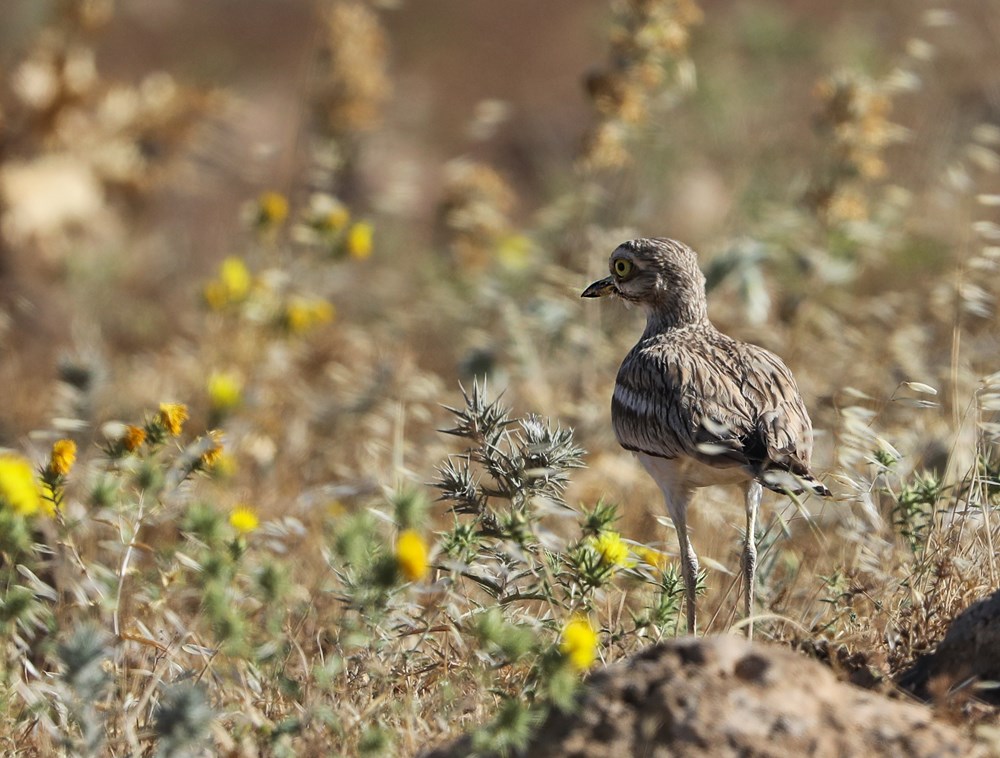 turkiye nin kuslari ntv