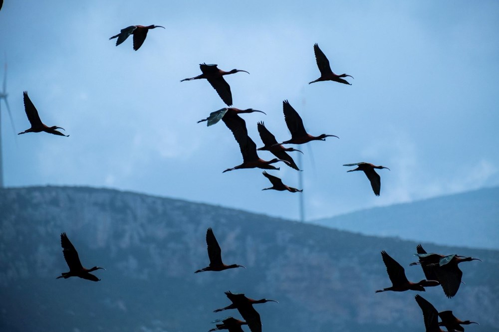 Türkiye’nin kuş cenneti Samandağ'a molozlar dökülüyor - 4
