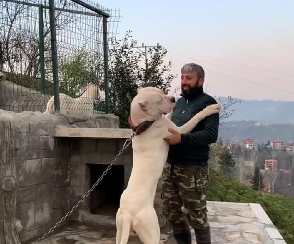 Dogo Argentino ırkı köpeklerine yargı kararıyla kavuştu NTV