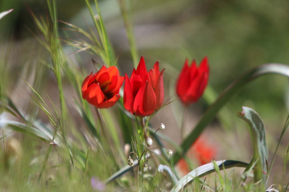 Yalnızca 10 gün canlı kalabiliyor: Koparmanın cezası 557 bin TL 75 kitPvhWLf0e kyLUPRGk7w