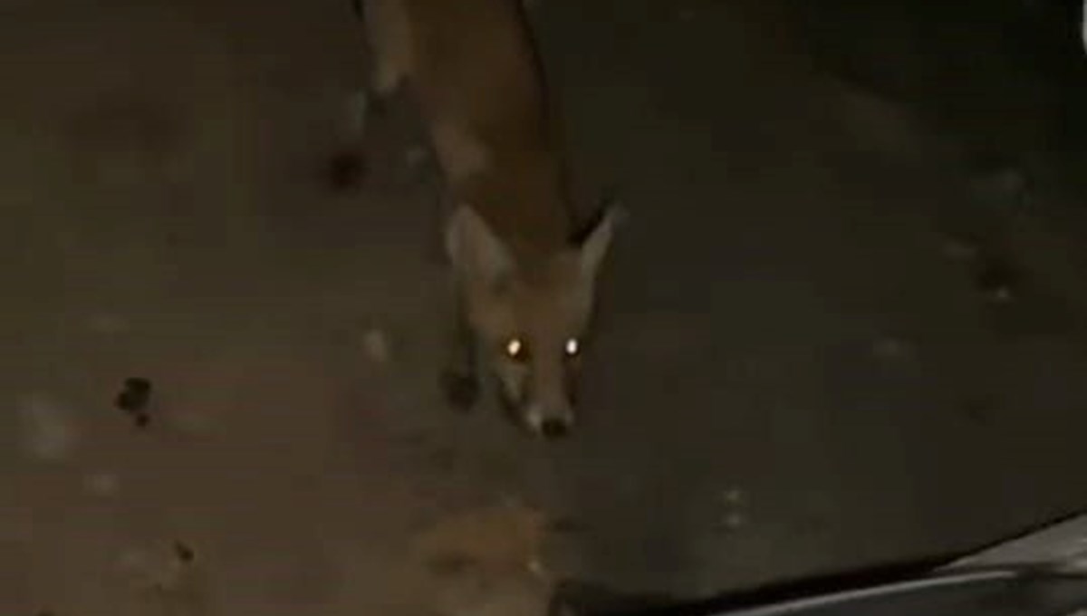 İnegöl’de sürücü tilkiyi cipsle besledi