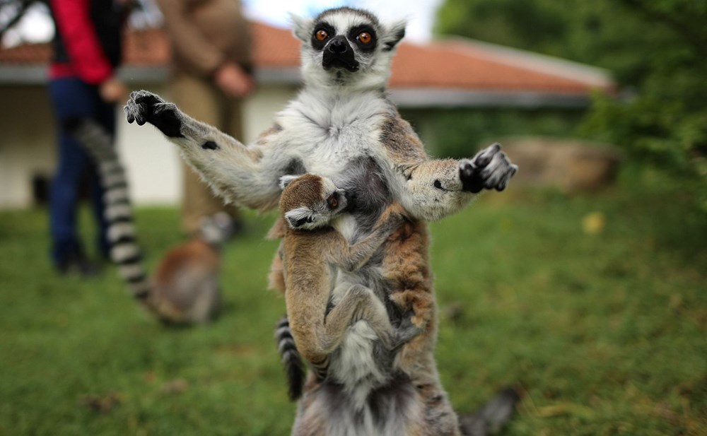 Bursa'daki lemur ailesi büyüyor - 2