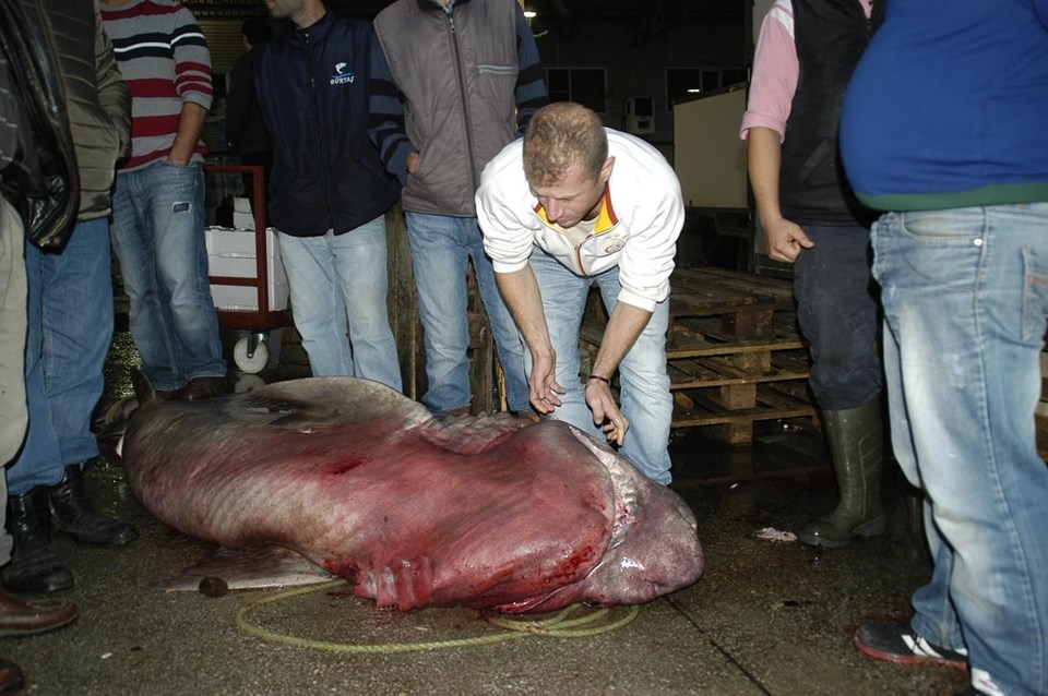 Marmara Denizi'nde 4 metrelik köpek balığı yakalandı - 1