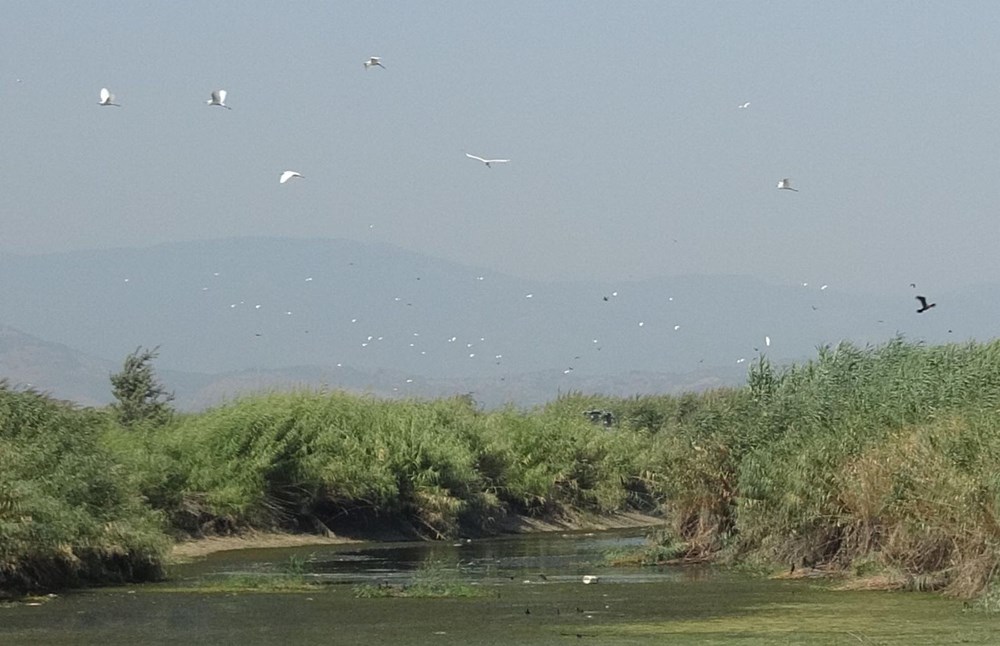 Menderes Nehri'nde binlerce ölü balık - 8