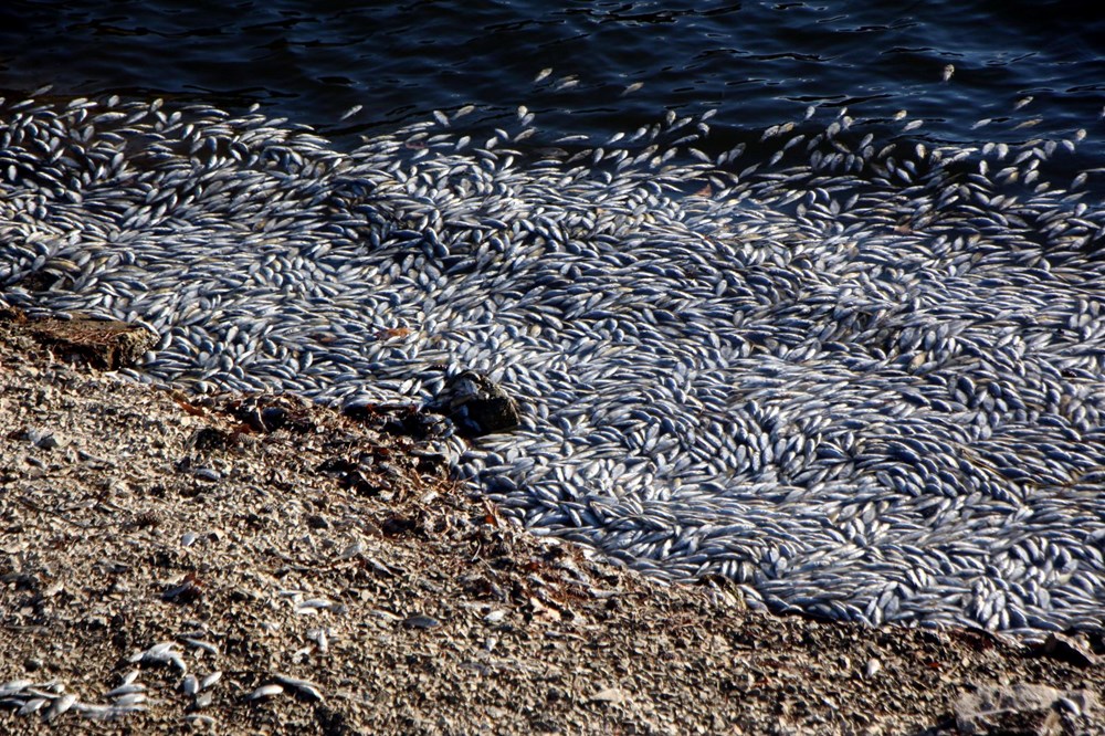 Sünnet Gölü'nde yüzlerce ölü balık kıyıya vurdu - 6