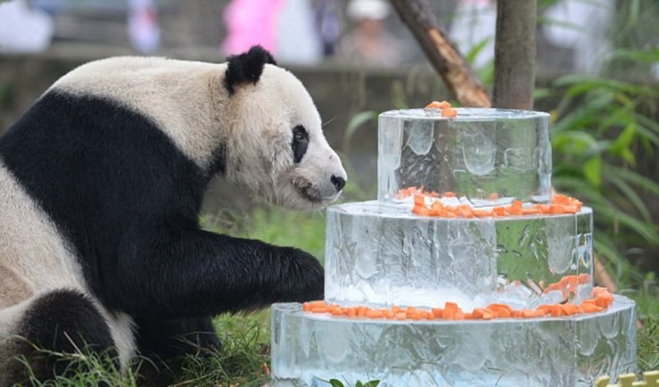 Dünyanın en yaşlı erkek pandası 30'una bastı - 1