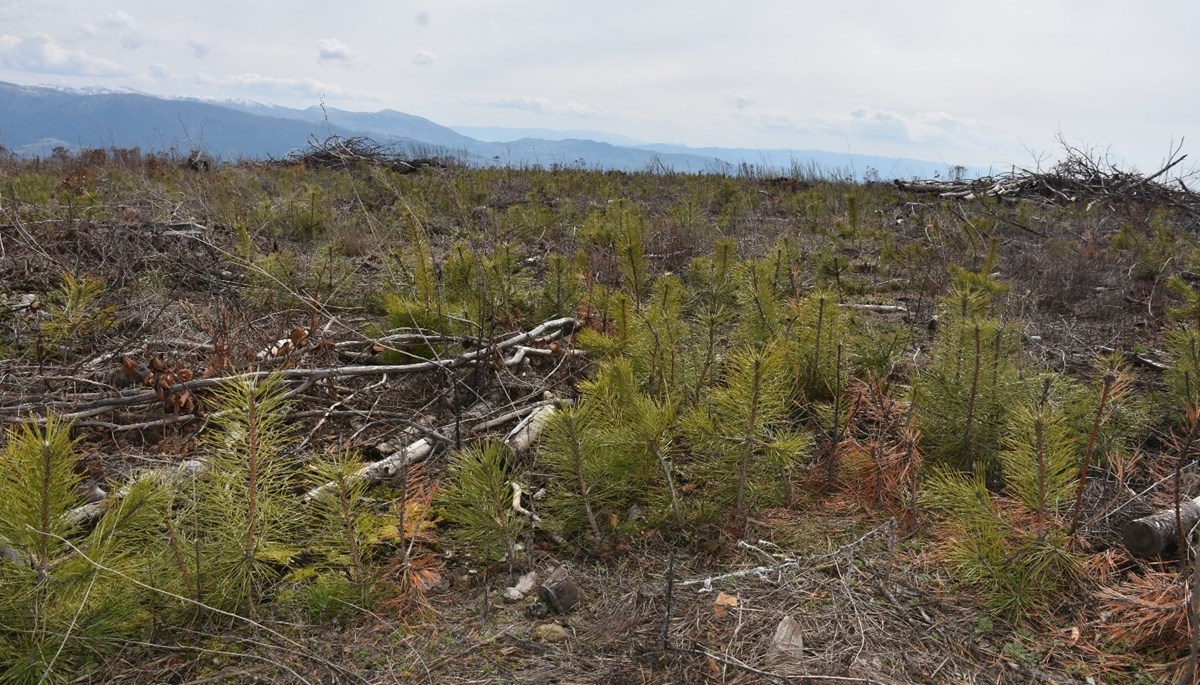 Sinop'ta yangında zarar gören 322,7 hektarlık alan yeniden ağaçlandırılıyor