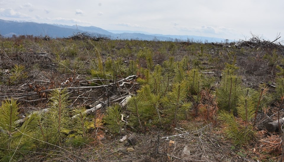 Sinop'ta yangında zarar gören 322,7 hektarlık alan yeniden ağaçlandırılıyor - 1