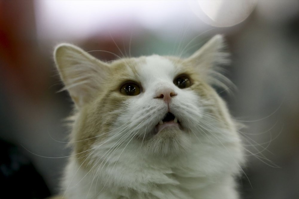 Kedi fuarından renkli fotoğraflar (Catsburg) Magazin Haberleri NTV