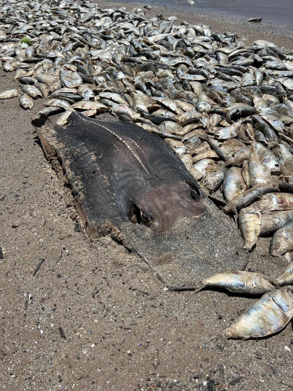 Thousands of dead fish wash up in Texas after overheated water chokes them of ox