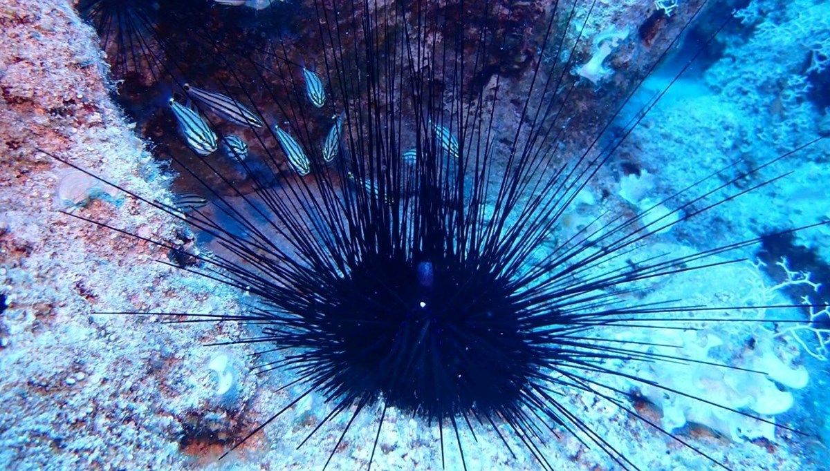 Ege Denizi'nde yeni tehlike! İstilacı tür yayılıyor...