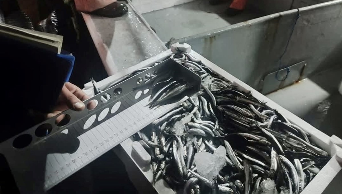 Sinop'ta 10 ton hamsiye el konuldu Sinop'ta 10 ton hamsiye el konuldu
