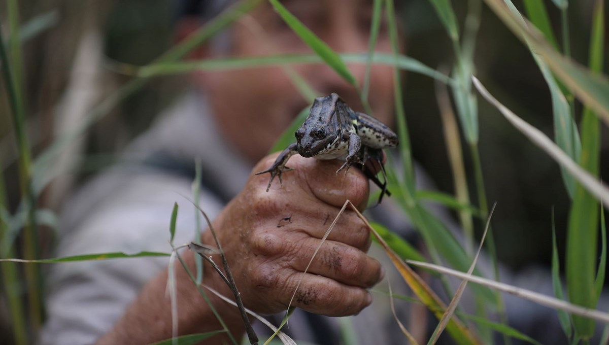 Türkiye'de yakalanan kurbağalar Avrupa'ya ihraç ediliyor: Günlük kazanç 900 lira