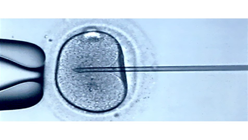 Tüp bebek tedavisi görenler oruç tutabilir mi? Sağlık Tüp bebek tedavisi görenler oruç tutabilir mi? Sağlık