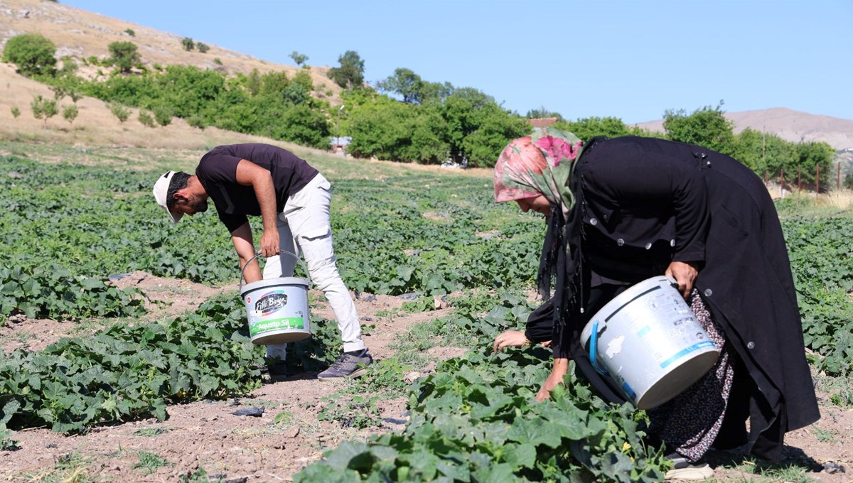14 yıldır tarladan sofraya geliyor: Fiyatı pazardan daha uygun
