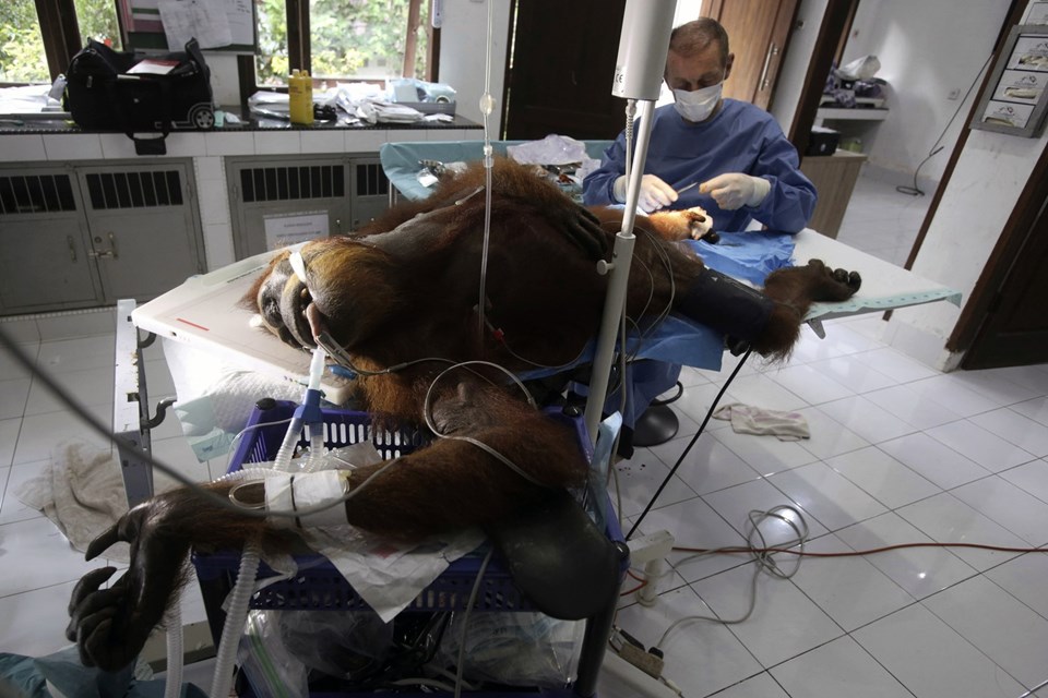 74 kez açılan ateşle kör olan anne orangutan tedaviye alındı - 3
