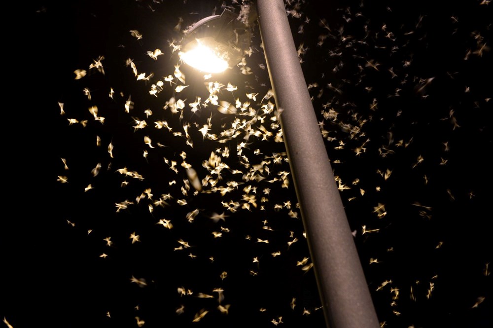 Ardahan'da "bir günlükler"in ölüm uçuşu başladı - 5