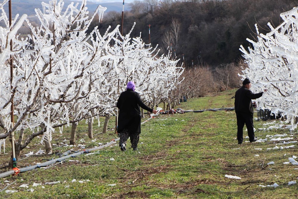 Ağaçlar buzla kaplı kaldı, ancak bahar patladı: Çiçeklerin Yüzde 80'i açtı 73