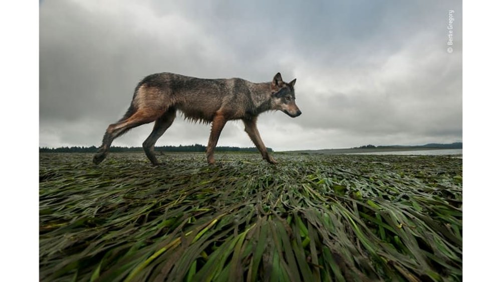 Yılın Vahşi Yaşam Fotoğrafı  finalistleri belli oldu (Wildlife Photographer of the Year) - 5
