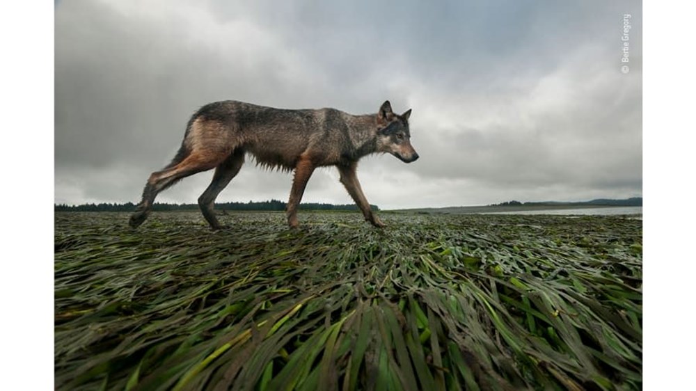 Yılın Vahşi Yaşam Fotoğrafı finalistleri belli oldu (Wildlife Photographer of the Year) - 5