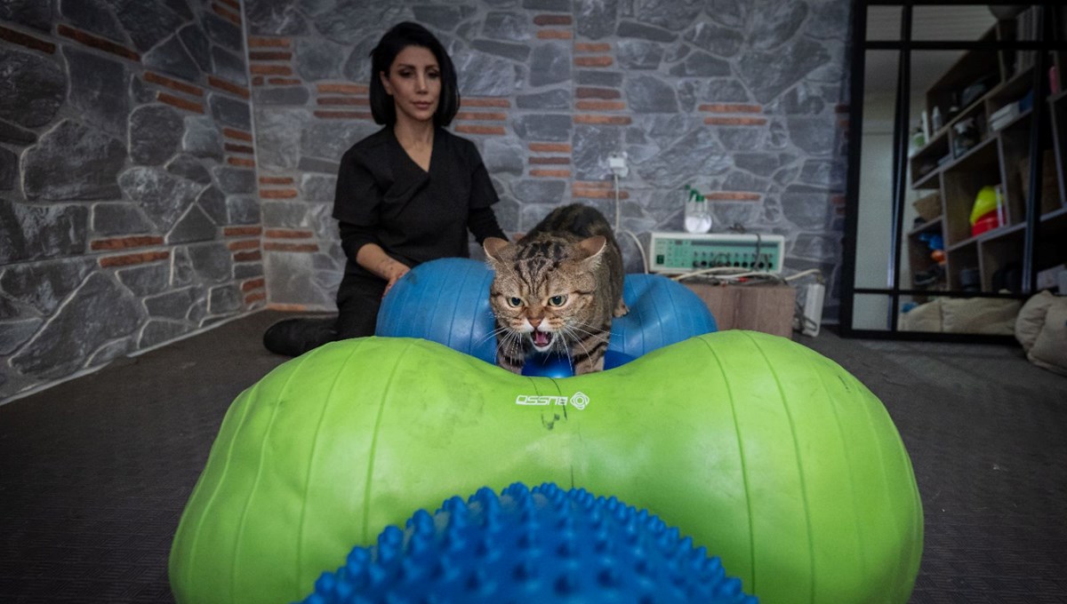 Obez kedi Simba: Pilates yaparak, havuzda yüzerek zayıflamaya çalışıyor