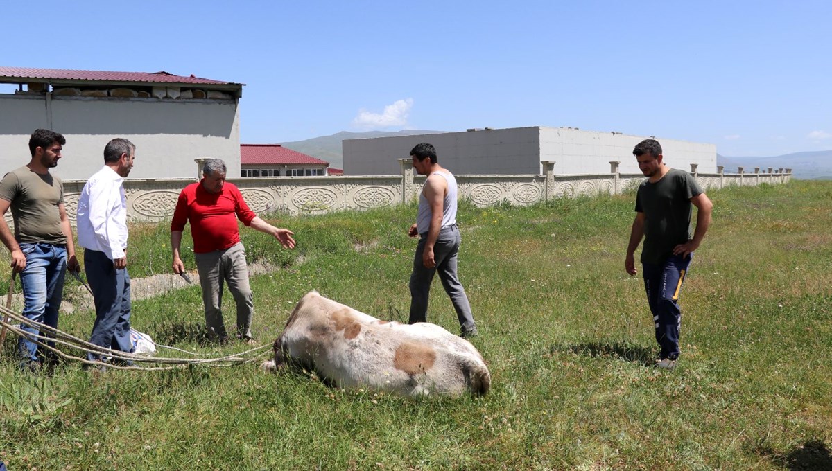 Erzurum'da kaçan kurbanlıklar zor anlar yaşattı