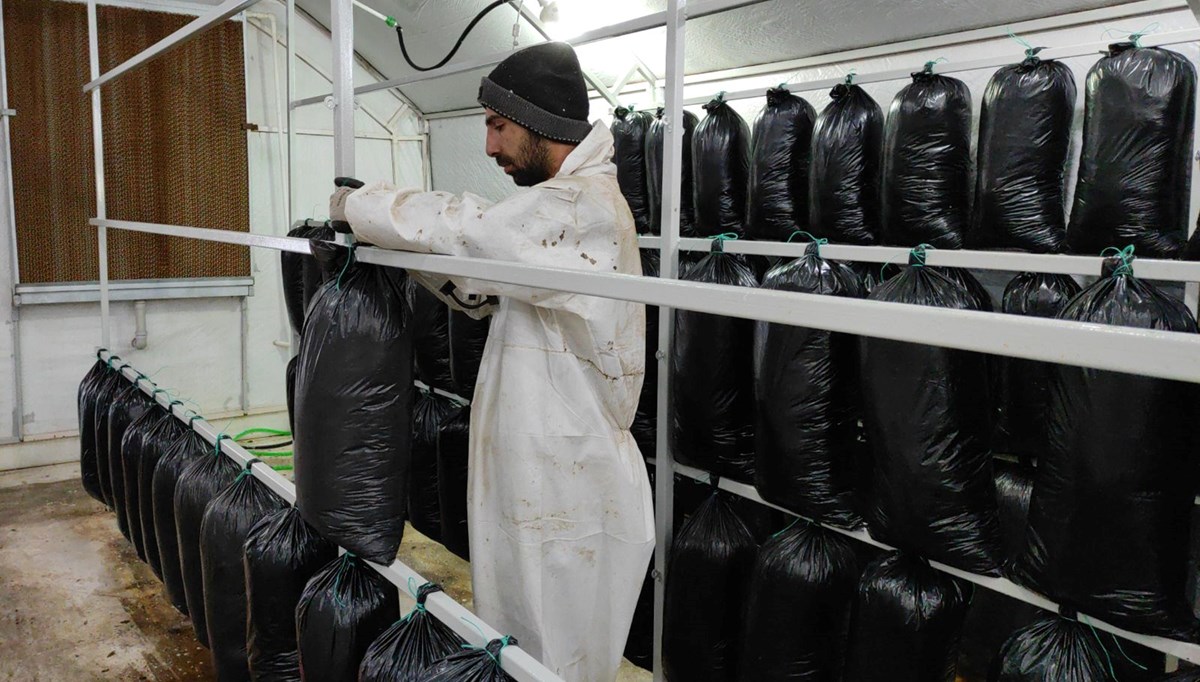 Tadını bilmeden ürettiği istiridye mantarından yılda 600 bin lira kazandı