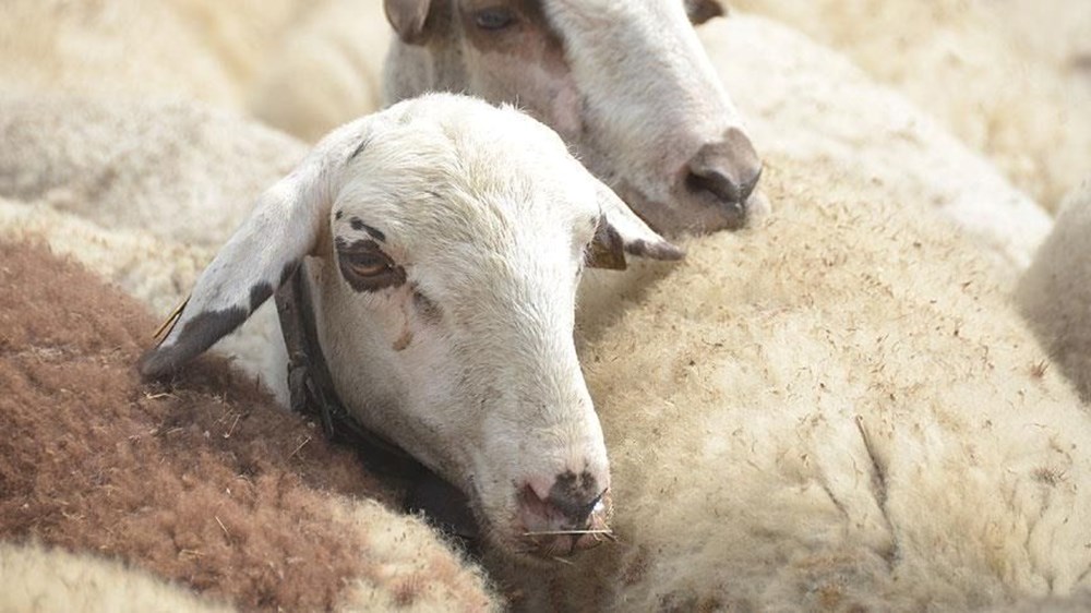 Kurban Bayramı takvimi 2024: Kurban Bayramı ne zaman, bayram tatili 9 gün mü olacak? - 1