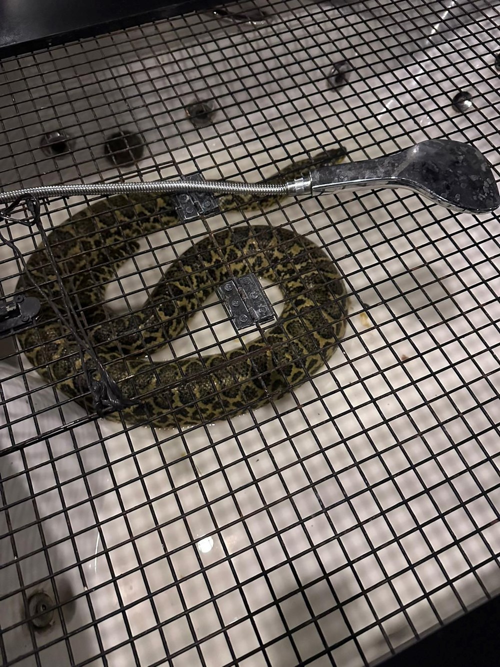 Afrika değil İstanbul: Evden Nil timsahı ve anakonda yılanı çıktı - 4