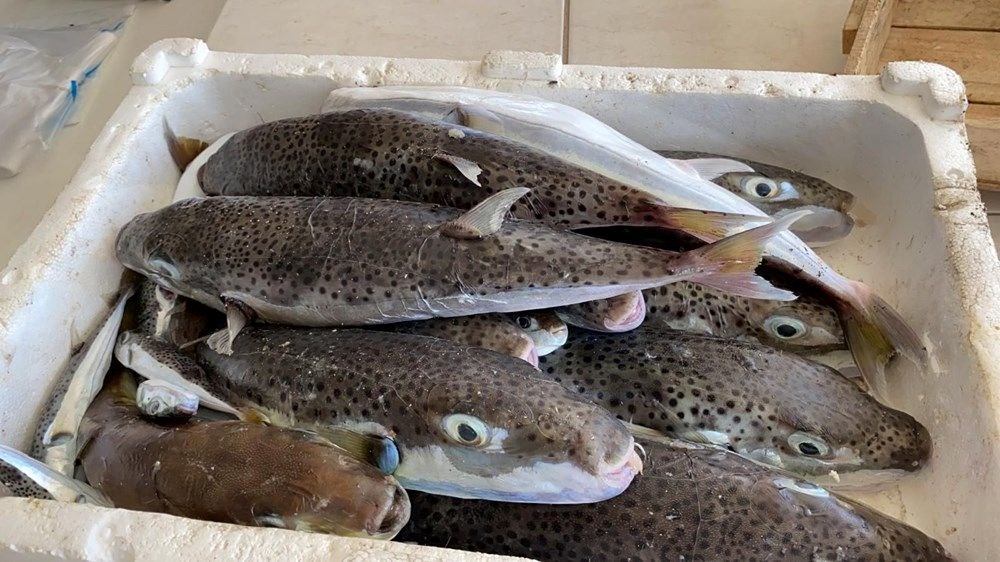 Avladıkça sayısı artıyor: Kuyruğunu getirene bu kez 25 lira - 3