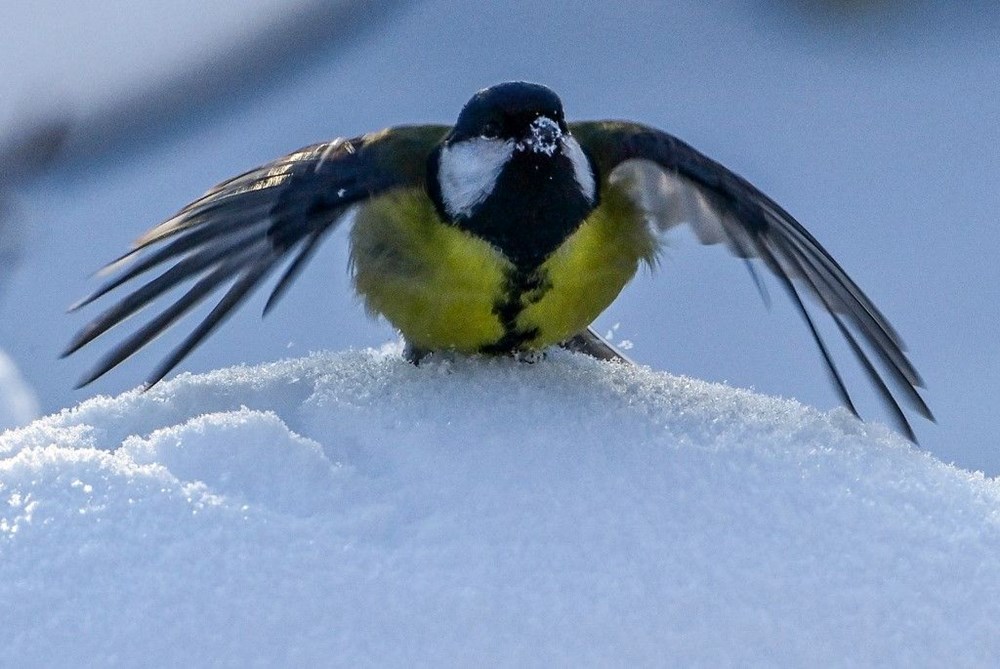 Moskova'da son 28 yılın kar yağışı rekoru kırıldı - 8