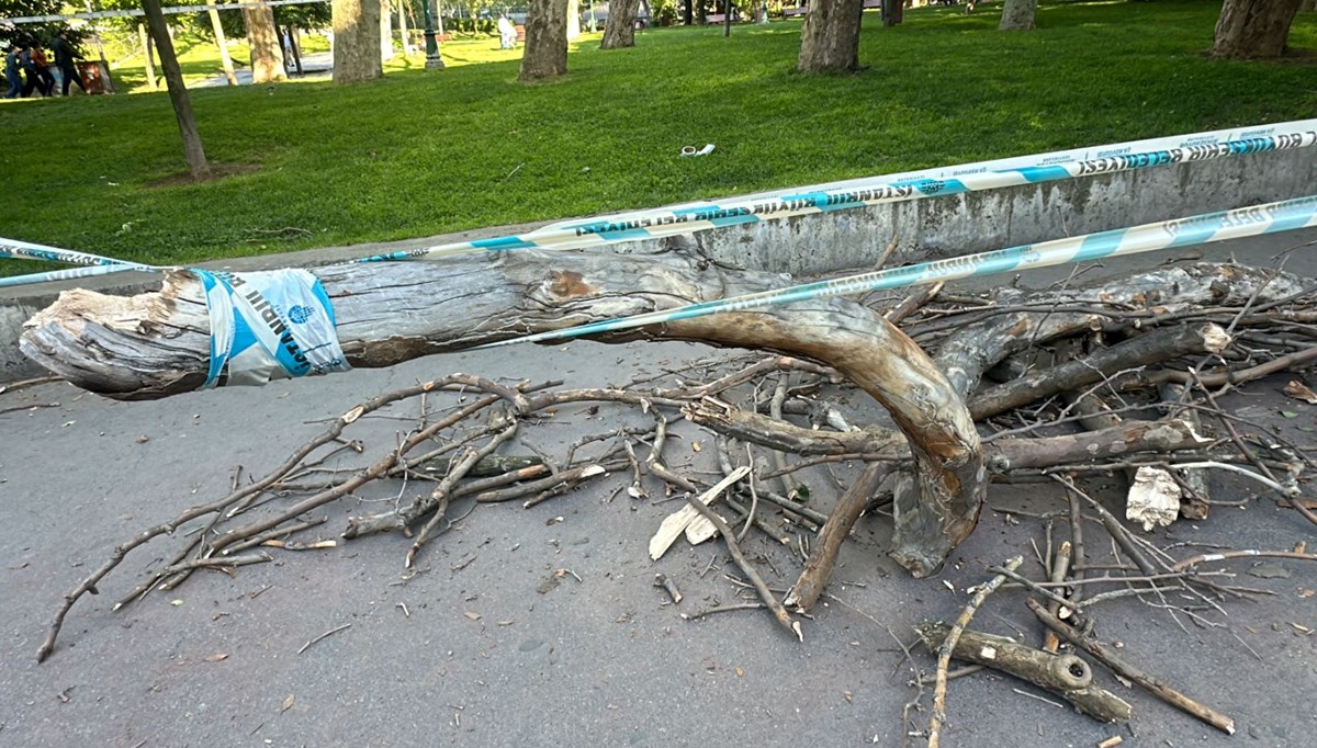 Gezi Parkı'nda başına ağaç dalı düşen kadın hastanelik oldu