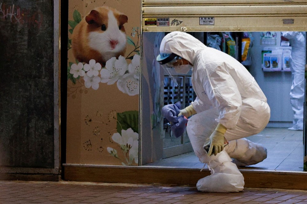 Hong Kong’da hamsterları kurtarma operasyonu: Covid-19 bulaştırabilecekleri gerekçesiyle 2 bini aşkın hayvan öldürülecek - 2