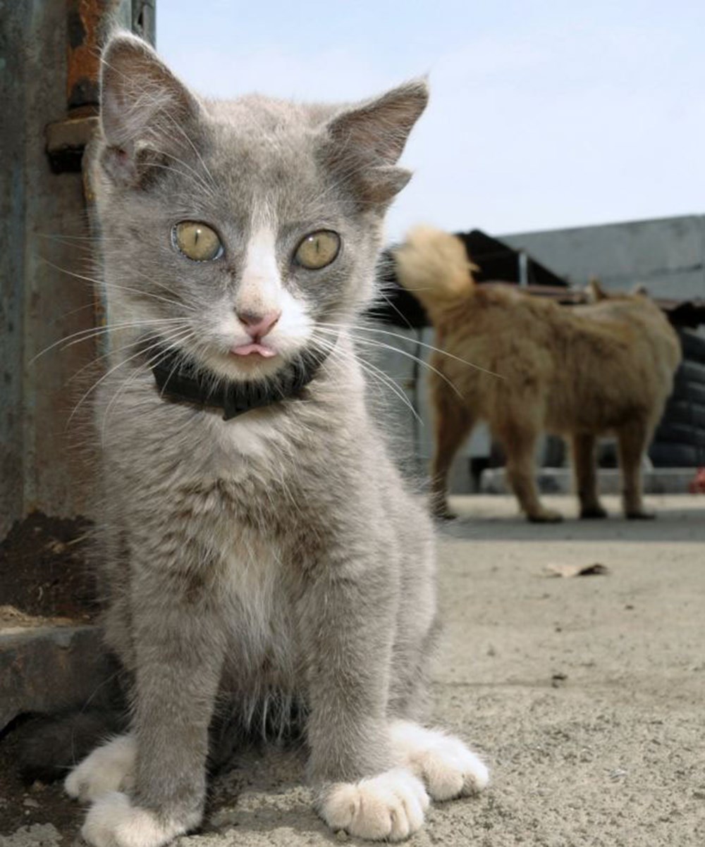 Dört kulaklı kedi Magazin Haberleri NTV
