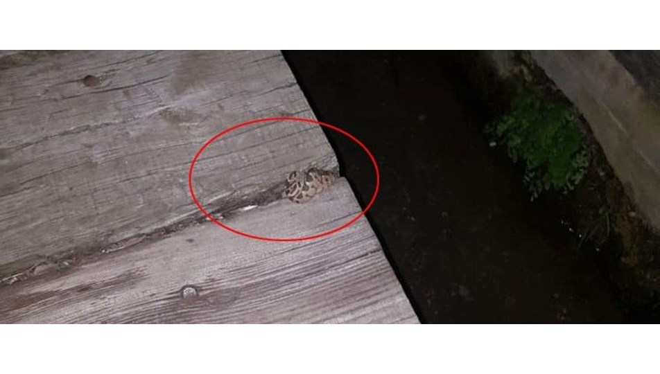 9 yasindaki cocugu parkta yilan isirdi